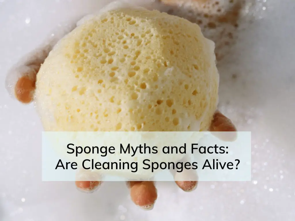 Are Cleaning Sponges Alive