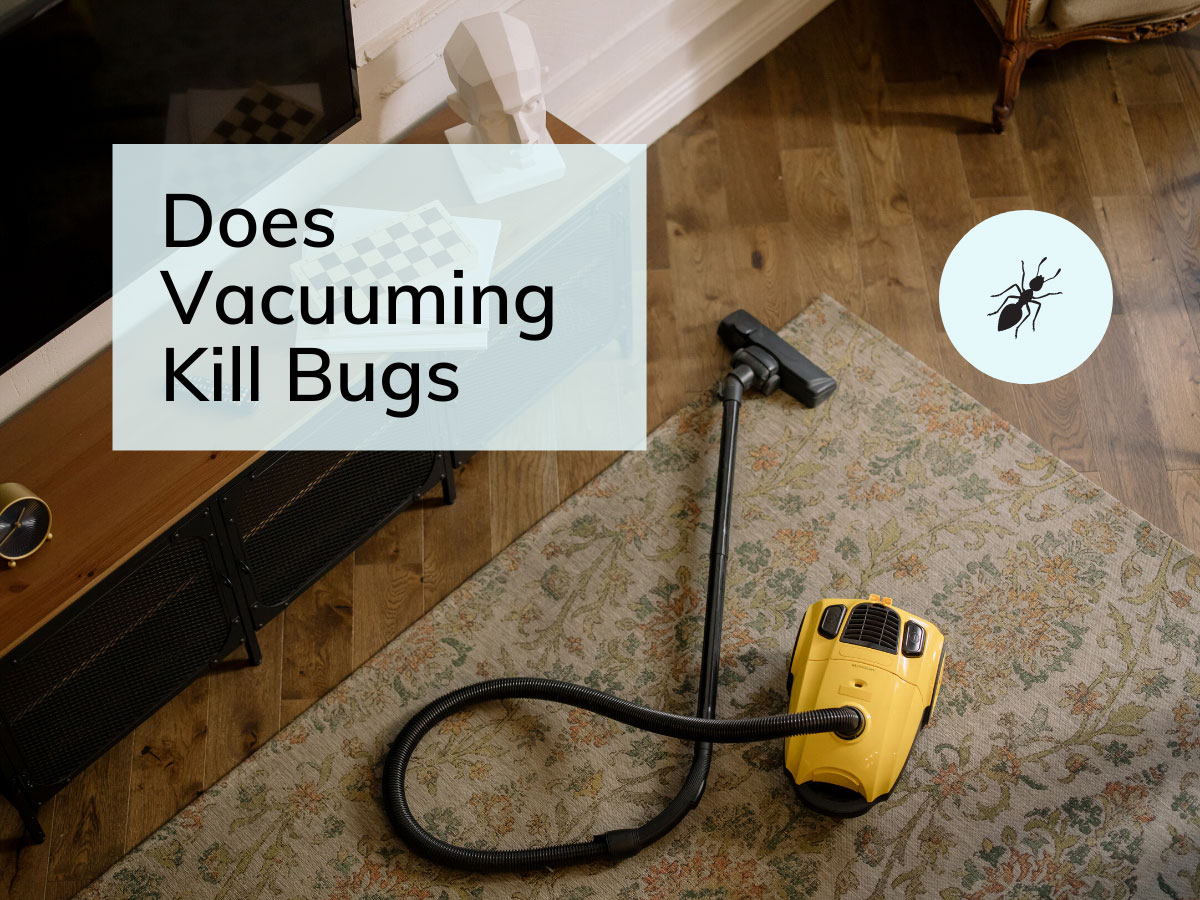 Does Vacuuming Kill Bugs